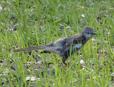 [The mockingbird stands on the ground partially obscurred by some grass blades. Its body is grey and white and its wings seem to be turned toward the ground exposing some of the downier feathers under it.]